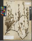 Foto von Salix repens subsp. repens L.